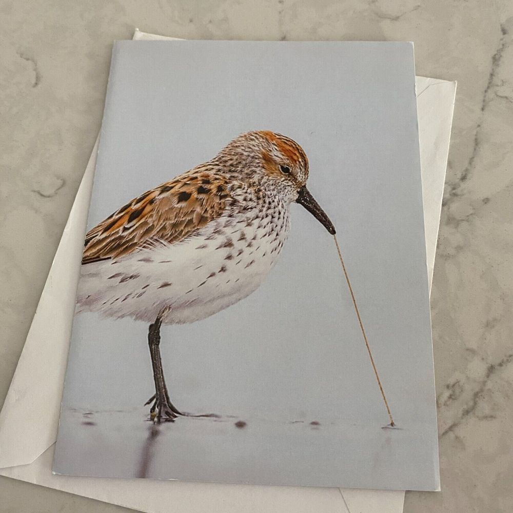 Western Sandpiper Bird Lovely Folded Blank Greeting Card